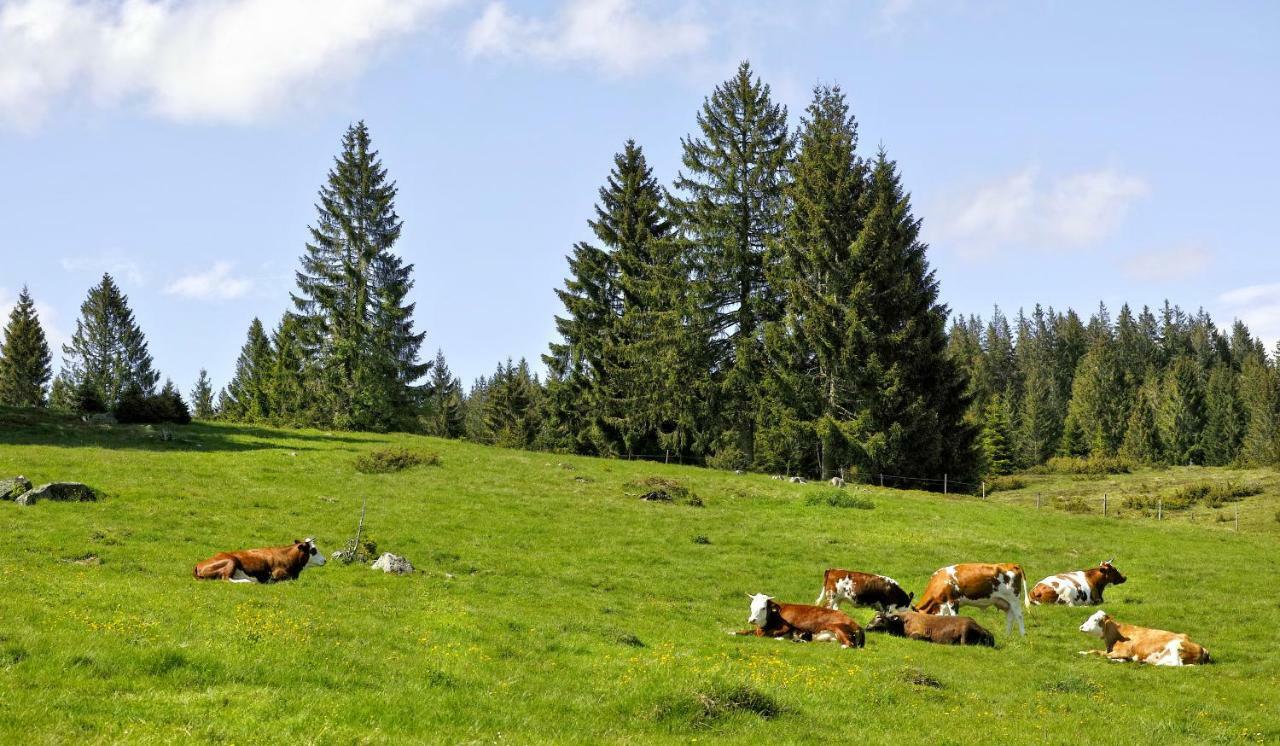 C4 Albmatte-Fewo Sauna, Hallenbad Aussenbecken Massagen Nebenan Menzenschwand-Hinterdorf Eksteriør billede
